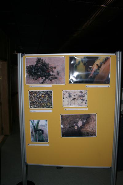 taxomara 2007 (68)